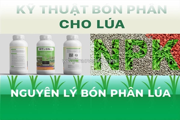 ~/Img/2025/10/nguyen-ly-bon-phan-cho-cay-lua-01.jpg