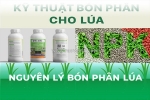 Nguyên lý bón phân cho cây lúa