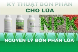 Nguyên lý bón phân cho cây lúa