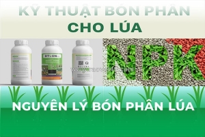 Nguyên lý bón phân cho cây lúa