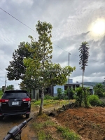 Sở hữu ngay lô đất đẹp - giá tốt - vị trí đắc địa tại xã đại lào, tp bảo lộc,