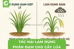 Tác hại lạm dụng phân đạm cho cây lúa