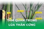 Tầm quan trọng lúa thân cứng