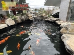 Thi công hồ cá koi nhật thiết kế