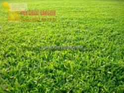 Thi công trồng cỏ tự nhiên ở đồng nai