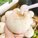 Thủ tục xuất khẩu trái dừa tươi