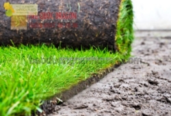Trồng và chăm sóc cỏ để có thảm cỏ như ý