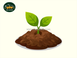 Bã cà phê – nguyên liệu đa năng bạn nên tận dụng