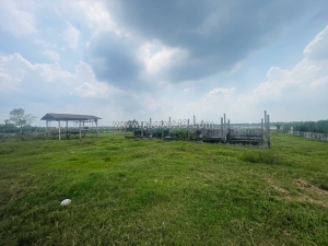 Bán đất thổ cư vườn lài, an phú đông - q.12. dt 535m2, 9,10m x 54m, . giá 34 tỷ