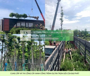 Báo giá thi công cây xanh công trình dự án 2025: chất lượng, tối ưu chi phí