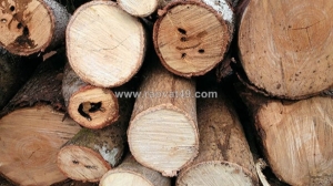 Các yếu tố cần lưu ý khi lựa chọn củi đốt tốt