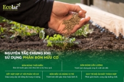 Cách sử dụng phân bón hữu cơ để nâng cao chất lượng nông sản