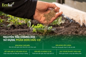 Cách sử dụng phân bón hữu cơ để nâng cao chất lượng nông sản