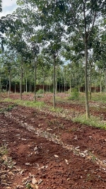 Cần bán gấp 1,8 ha cao su 5 năm tuổi - huyện đồng phú - bình phước