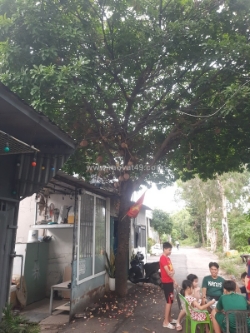 Căn nhà 30m² cực rẻ chỉ 320ty phường thạnh xuân quận 12