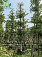 Cây bàng đài loan công trình, cây xanh đô thị