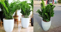 Cây công trình – hoàn hảo cho không gian xanh