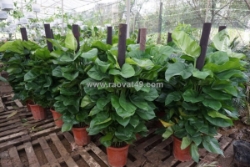 Cây nội thất tươi xanh, giao tận nơi uy tín nhất