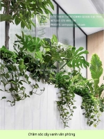 Chăm sóc và bảo dưỡng cây xanh văn phòng định kỳ dpl