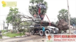 Chặt cây xanh, đốn hạ cây xanh lớn