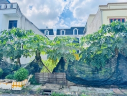 Chính chủ bán lô đất đẹp tại chung cư tdp lương quán-an dương, hải phòng