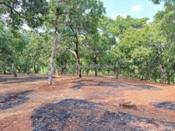 Chính chủ cần bán 1 mẫu 2 đất vườn điều – sát trục đường đt 753 – đồng phú,