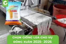 Chọn giống lúa cho vụ đông xuân 2025-2026