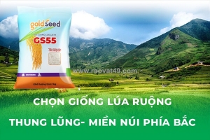 Chọn giống lúa ruộng miền núi phía bắc
