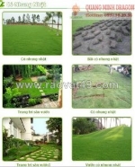 Cỏ lá gừng - cỏ công trình phổ biến