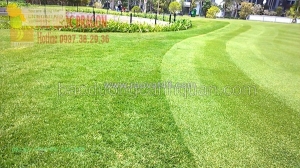 Cỏ trồng sân vườn, sân bóng ở hcm, đồng nai sll