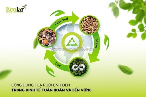 Công dụng của ruồi lính đen trong xử lý rác hữu cơ