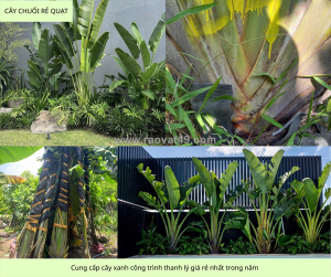 Cung cấp cây xanh công trình sỉ giá rẻ đồng nai tphcm dpl