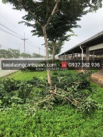 Dịch vụ cắt tỉa cây xanh, di dời bứng cây ở đồng nai, hcm