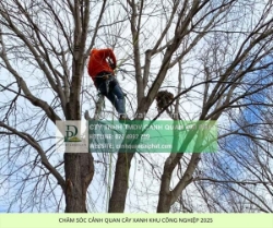 Dịch vụ chăm sóc cảnh quan kcn nhơn trạch đồng nai trọn gói – tối ưu ehs & tiết kiệm chi phí!