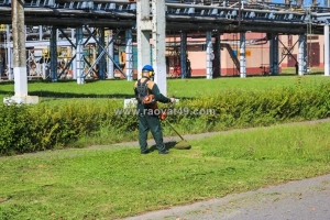 Dịch vụ chăm sóc cây xanh – mảng xanh – cắt tỉa cây xanh – vệ sinh cảnh quan tại bình dương | cảnh quan đại phát