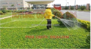 Dịch vụ dọn vườn tận nhà – đẹp gọn liền tay