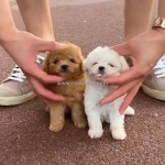 Froplay: the lifelike robotic puppy kids adore