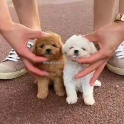 Froplay: the lifelike robotic puppy kids adore