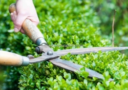 Kỹ thuật cắt tỉa cây cảnh uy tín tại quang minh landscape