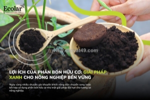 Lợi ích của phân bón hữu cơ: giải pháp bền vững cho đất và cây trồng tại việt nam