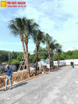 Lợi ích khi trồng cây dừa công trình