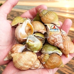 Mua ốc bulot ở đâu