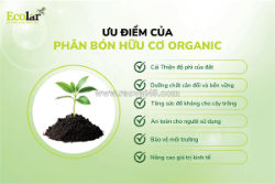Phân bón hữu cơ organic: ưu điểm và khác biệt so với phân hữu cơ thường