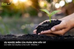 Phân tích ưu nhược điểm của phân bón hữu cơ trong canh tác hiện đại