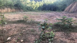 Siêu phẩm đất thổ cư tại trại lốt – tam tiến, yên thế, bắc giang