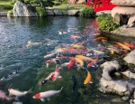 Thi công hồ cá koi nhật đạt chuẩn ở hcm, đồng nai
