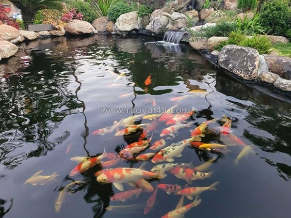 ~/Img/2025/11/thiet-ke-ho-nuoi-ca-koi-chuan-nhat-ban-01.jpg