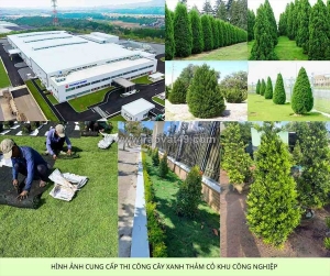 Thiết kế thi công thảm cỏ cây xanh kcn bình dương – miễn phí khảo sát thiết kế