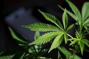 Tiefer schlafen, erholter aufwachen: hemp x cbd für entspannte nächte