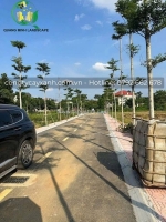 Ứng dụng của cây bàng đài loan trong cảnh quan